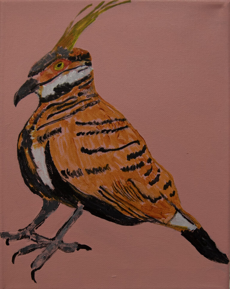 Jeffrey's Birds by Jeffrey Lewis